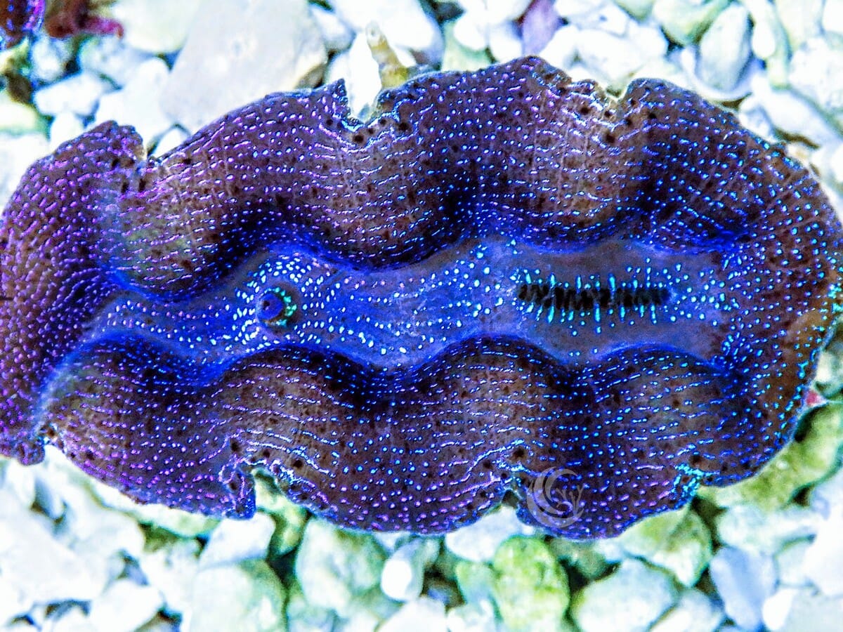 Ultra Crocea Cultured Clam