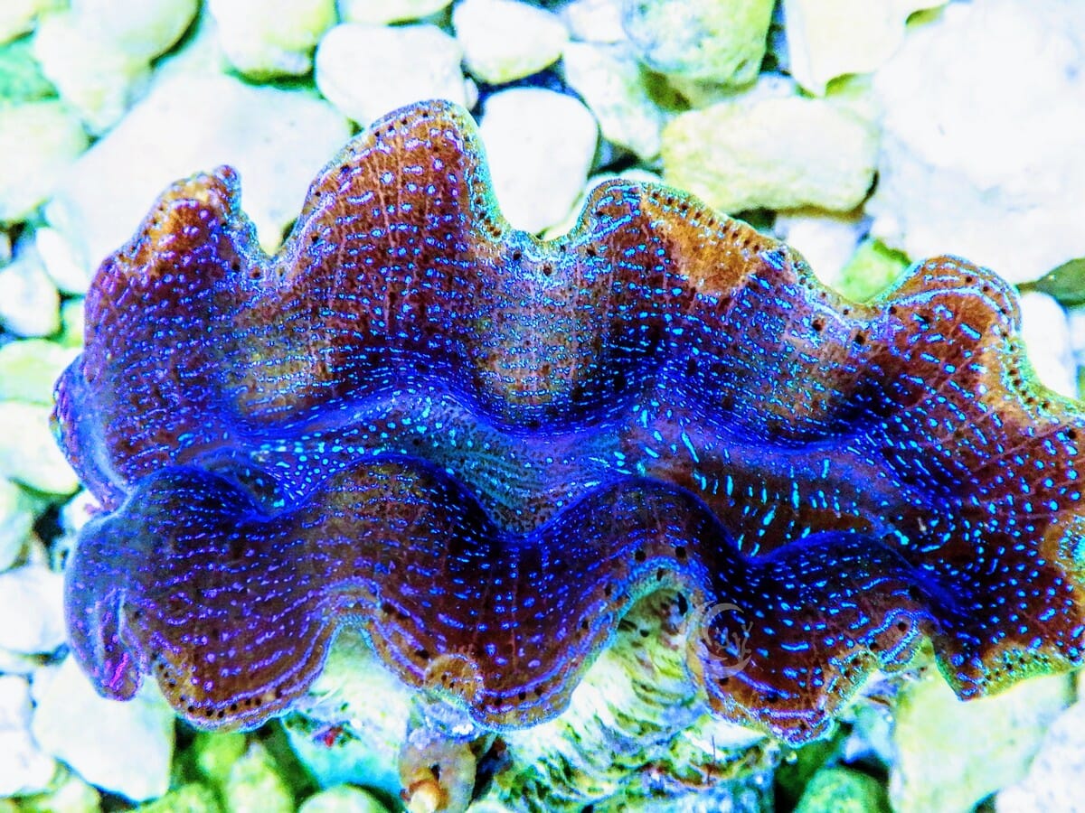 Ultra Crocea Cultured Clam