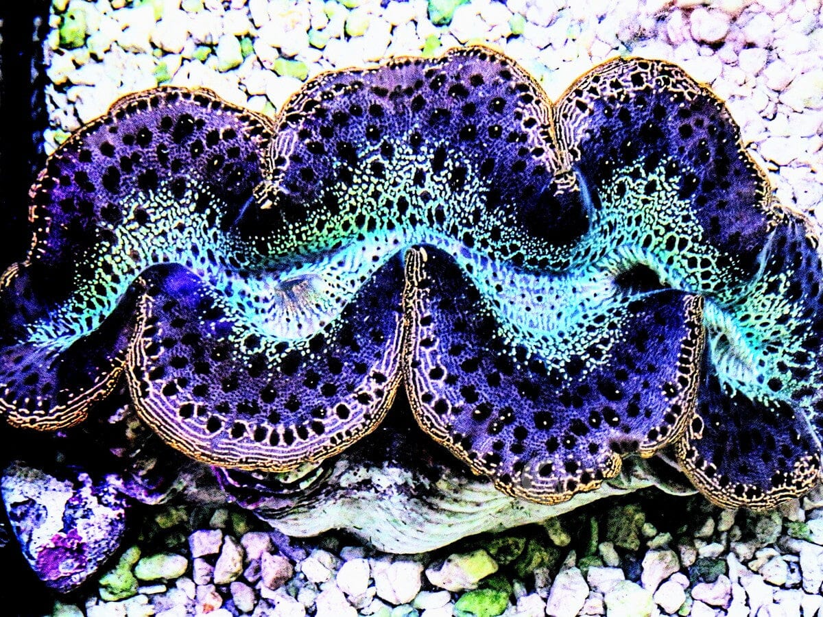 MultiColor Maxima
