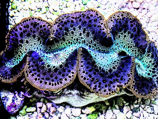 MultiColor Maxima