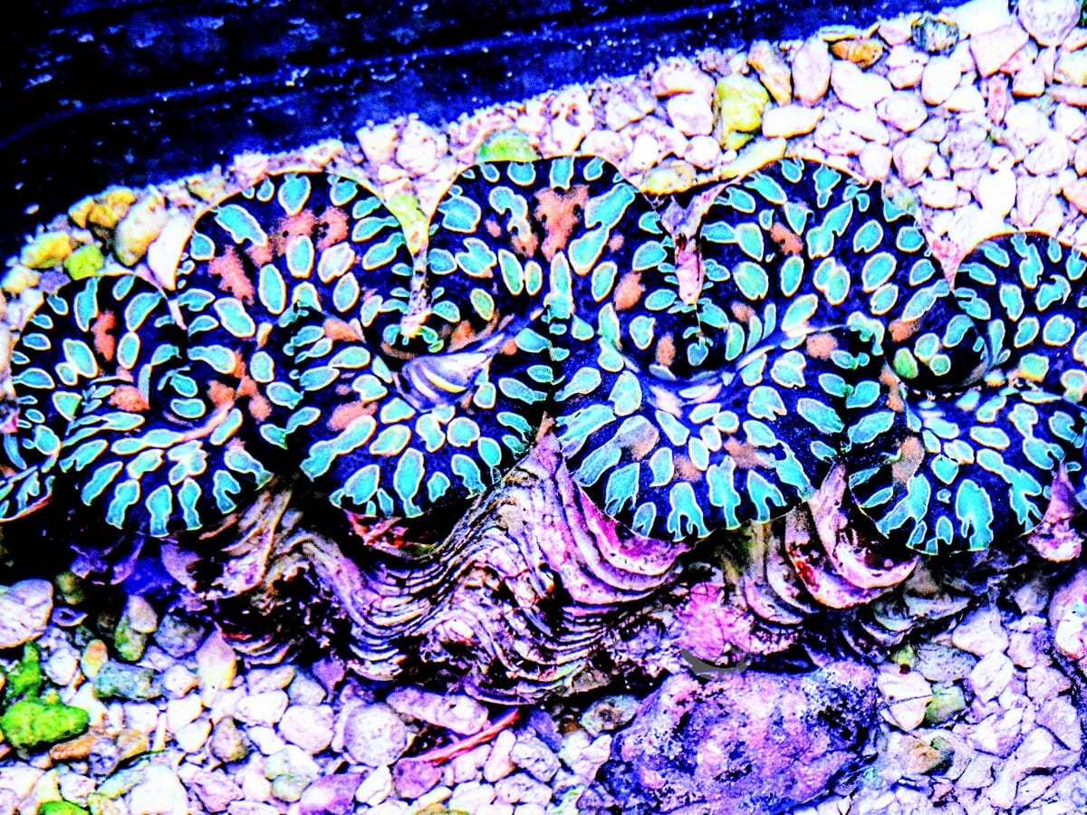 Ultra Colored Teardrop Clam