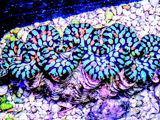 Ultra Colored Teardrop Clam