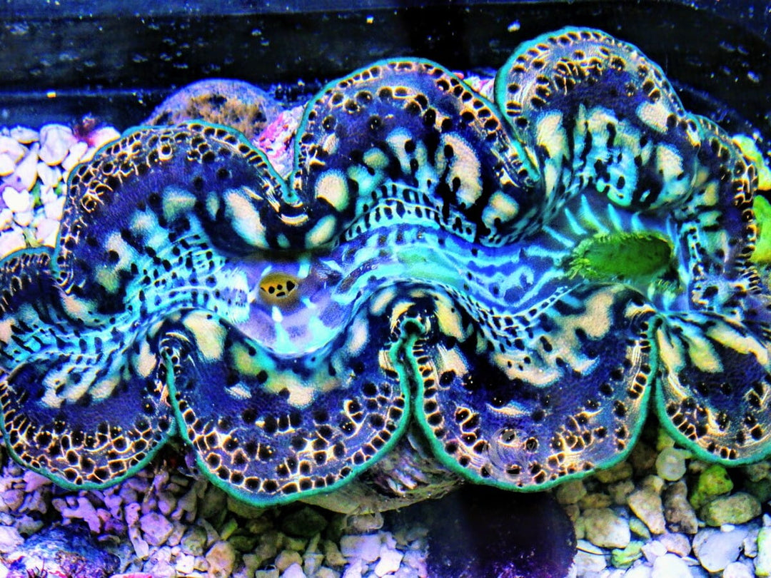 Green Black Maxima Clam