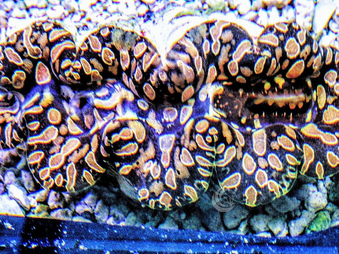 Golden Teardrop Clam