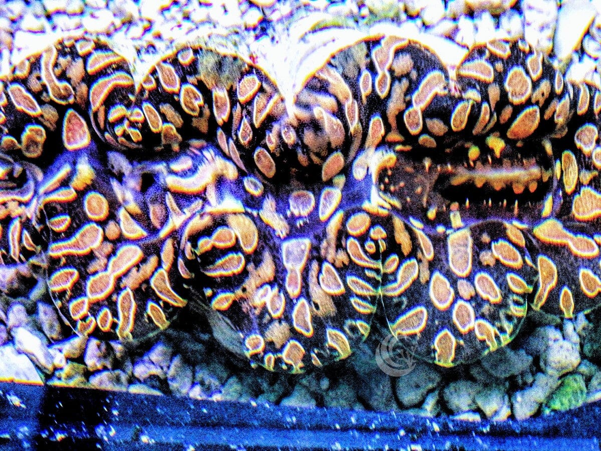 Golden Teardrop Clam