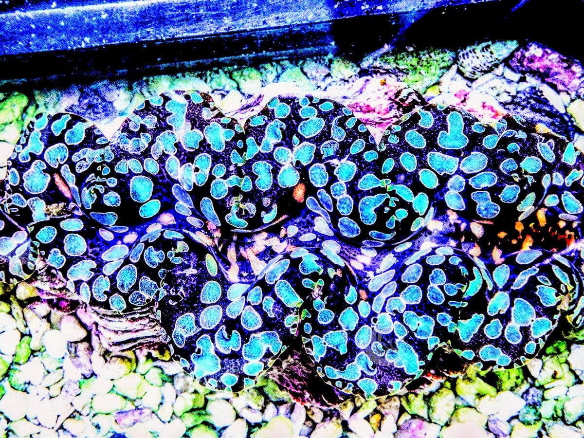 Ultra Colored Teardrop Clam