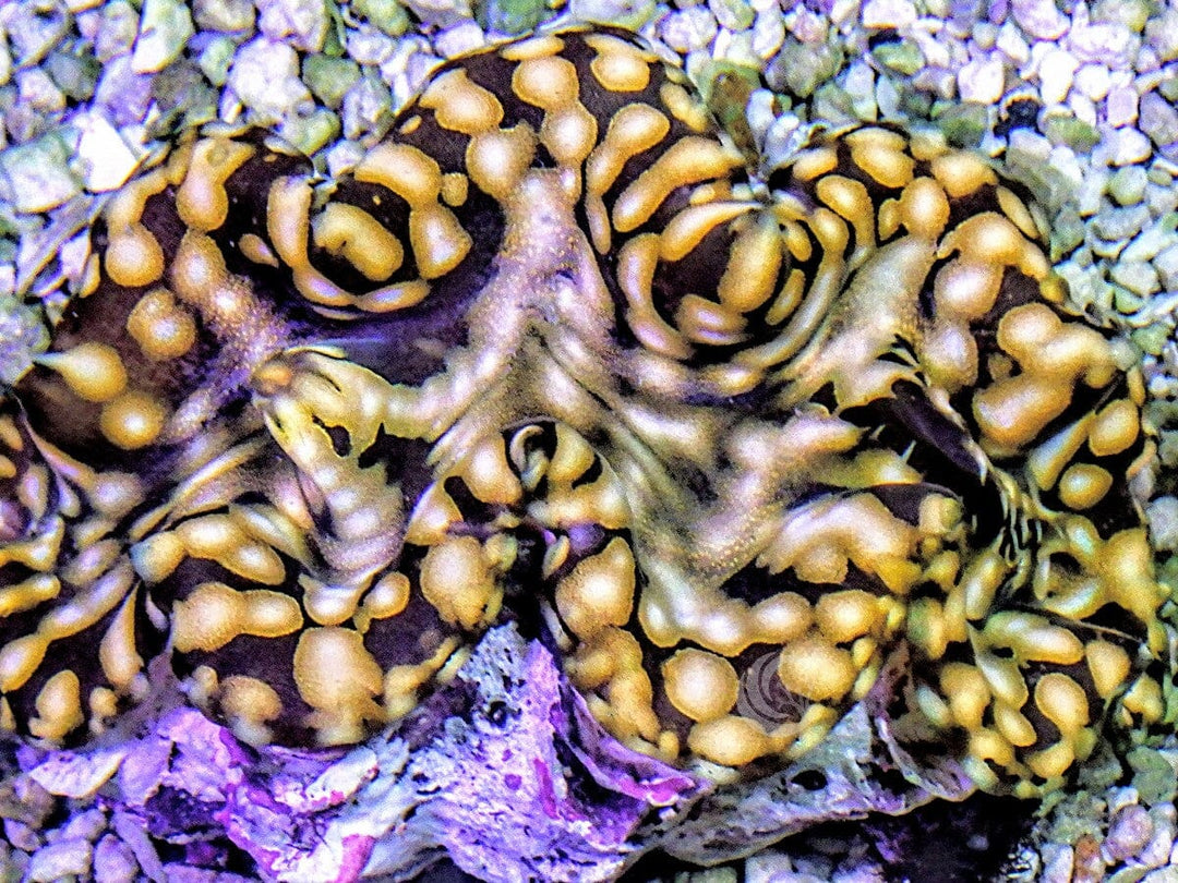 Golden Squamosa