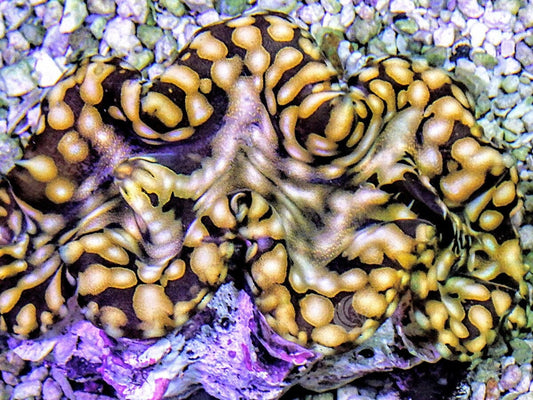 Golden Squamosa