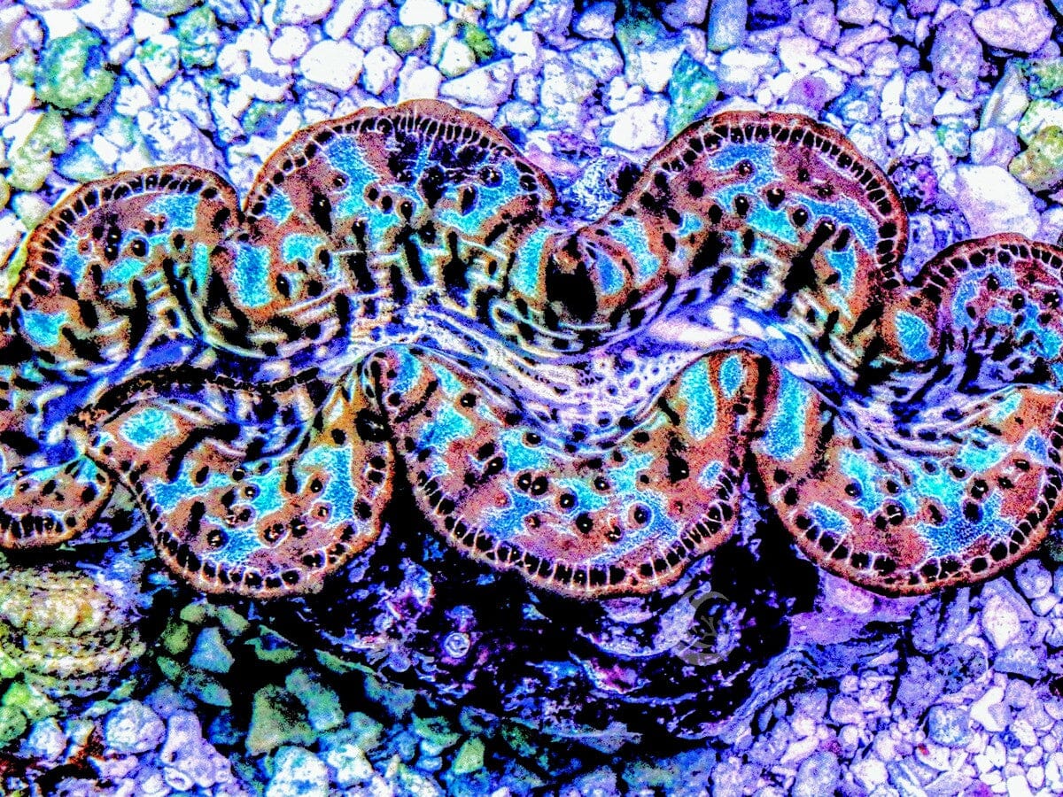 Blue-Purple Speckled Maxima