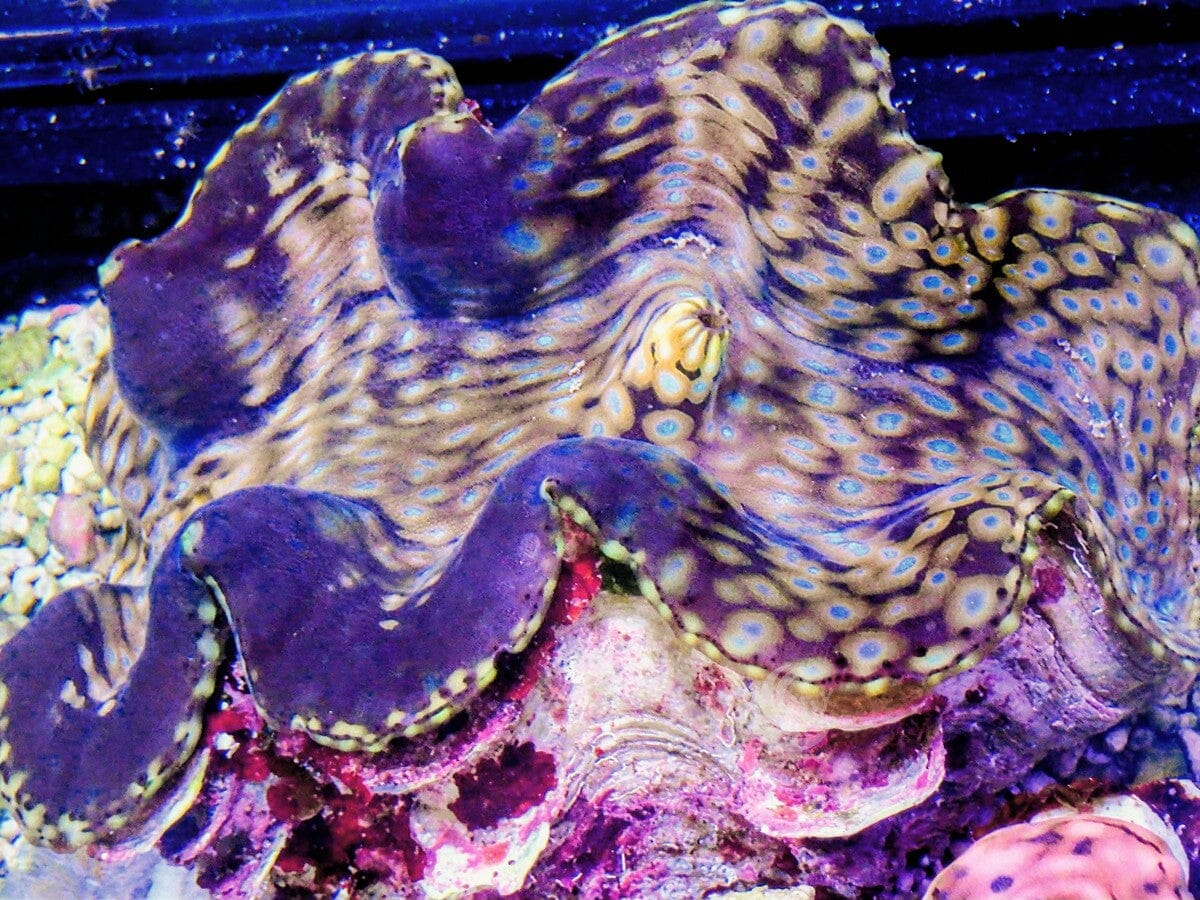 Unusual Blue Spotted Squamosa Clam