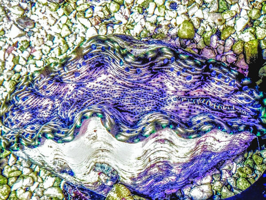 Blue Spotted Deresa Clam