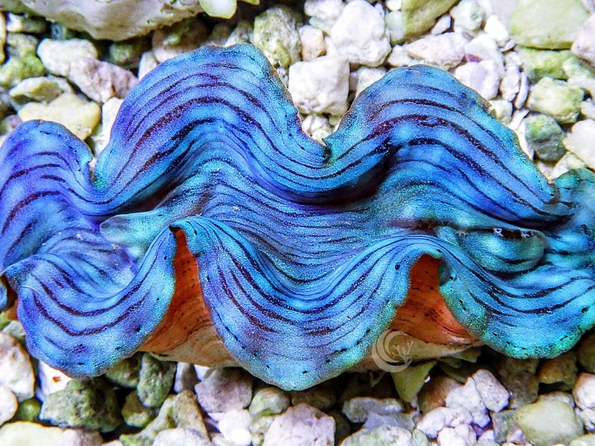 Blue Squamosa Cultured WYSIWYG Clam
