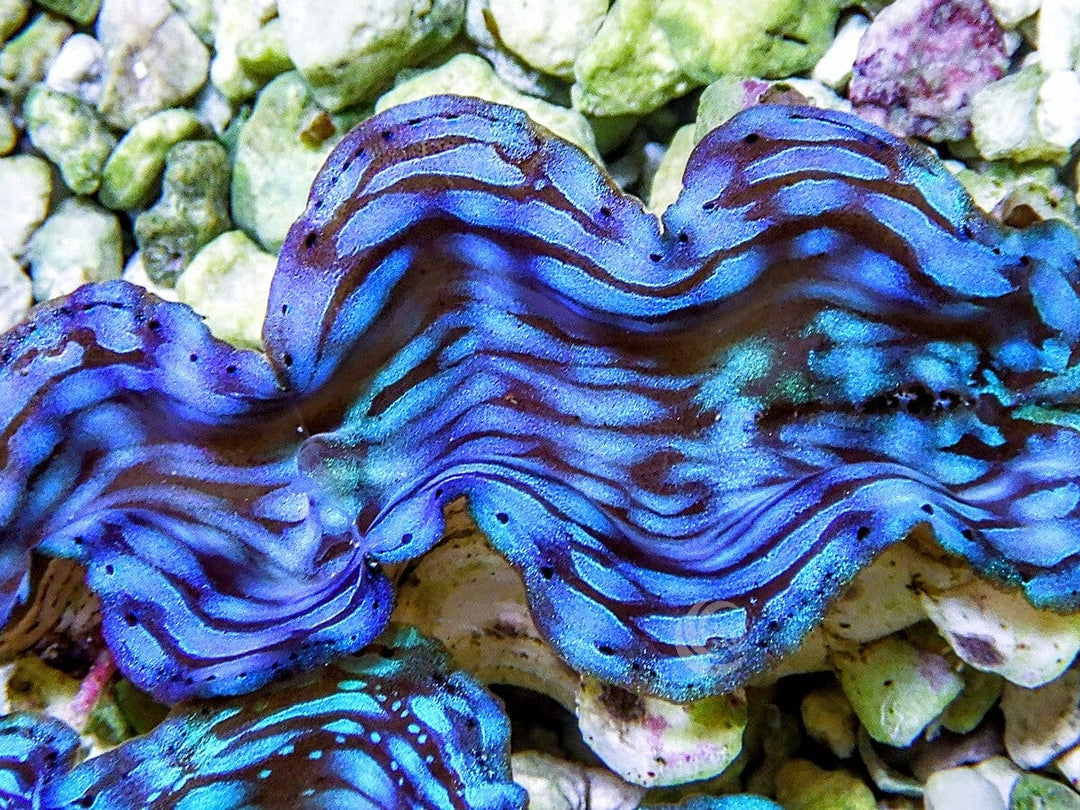 Blue Squamosa Cultured WYSIWYG Clam