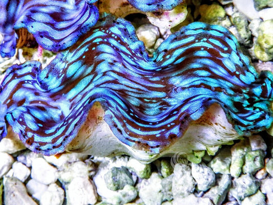 Blue Squamosa Cultured WYSIWYG Clam