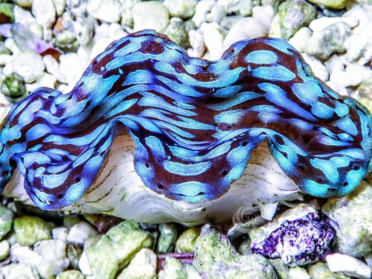 Blue Squamosa Cultured WYSIWYG Clam