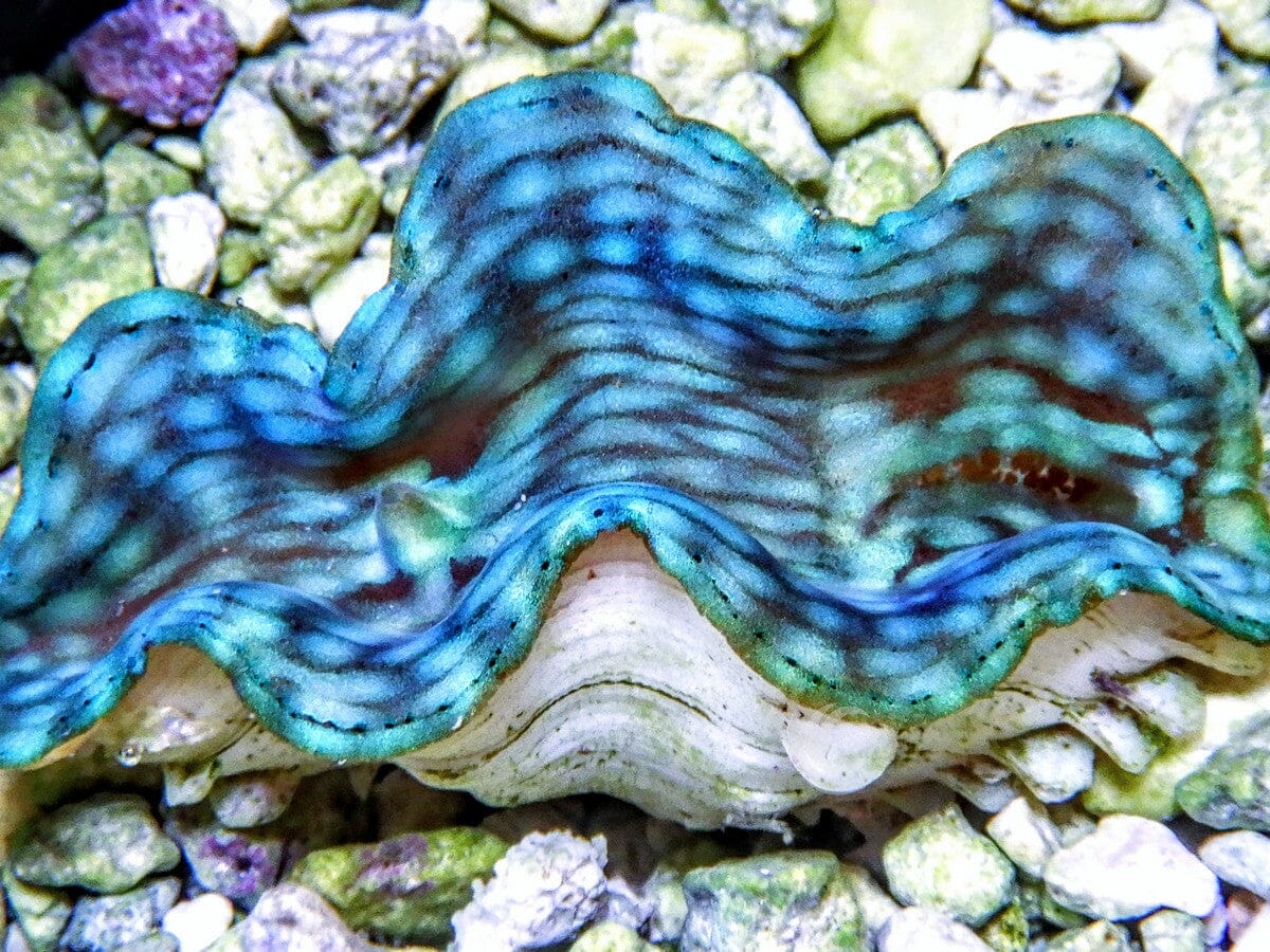 Blue Squamosa Cultured WYSIWYG Clam