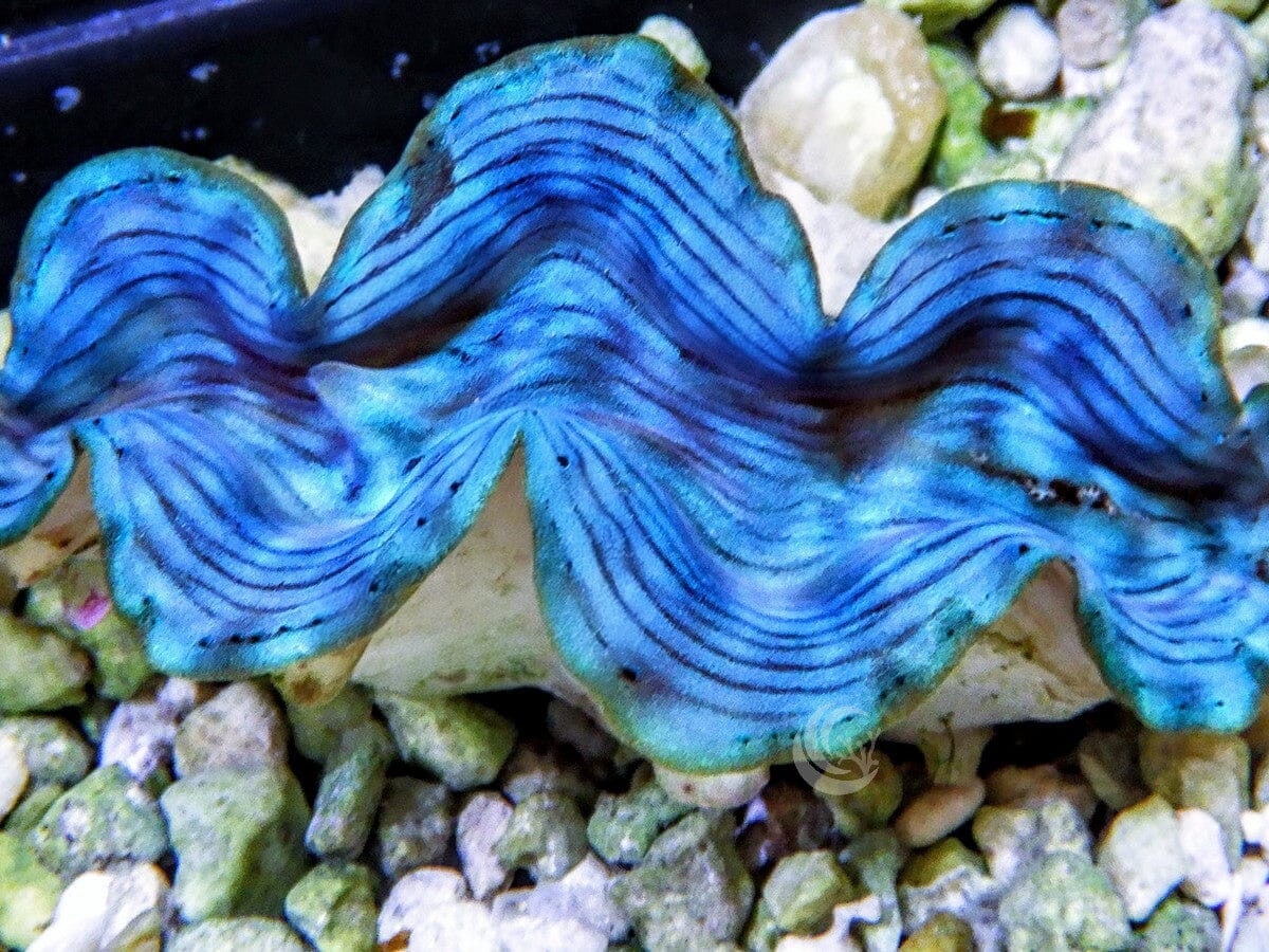 Blue Squamosa Cultured WYSIWYG Clam