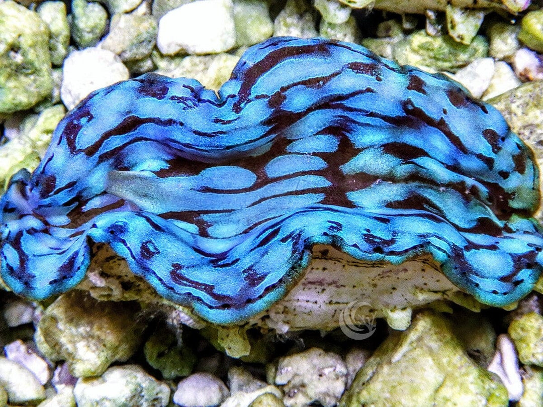 Blue Squamosa Cultured WYSIWYG Clam