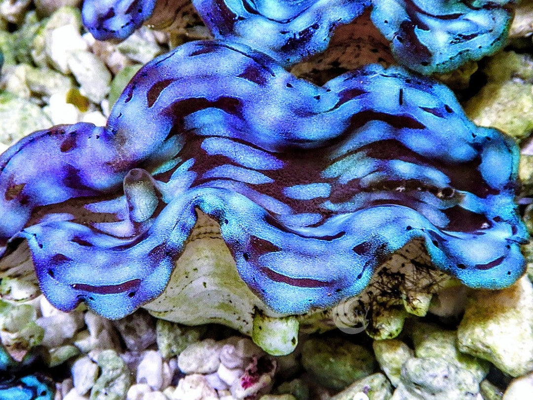 Blue Squamosa Cultured WYSIWYG Clam