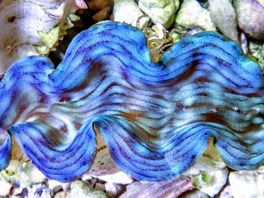 Blue Squamosa Cultured WYSIWYG Clam