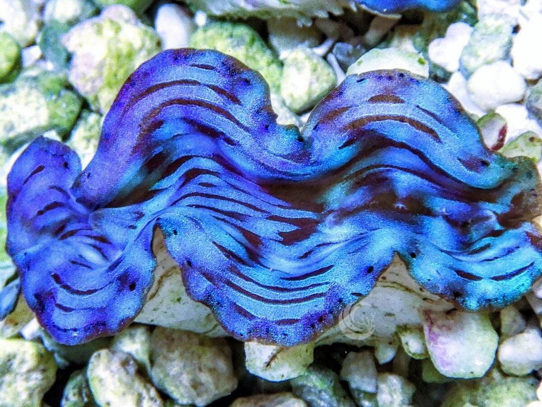 Blue Squamosa Cultured WYSIWYG Clam