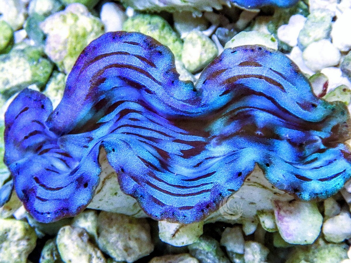 Blue Squamosa Cultured WYSIWYG Clam