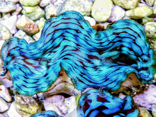 Blue Squamosa Cultured