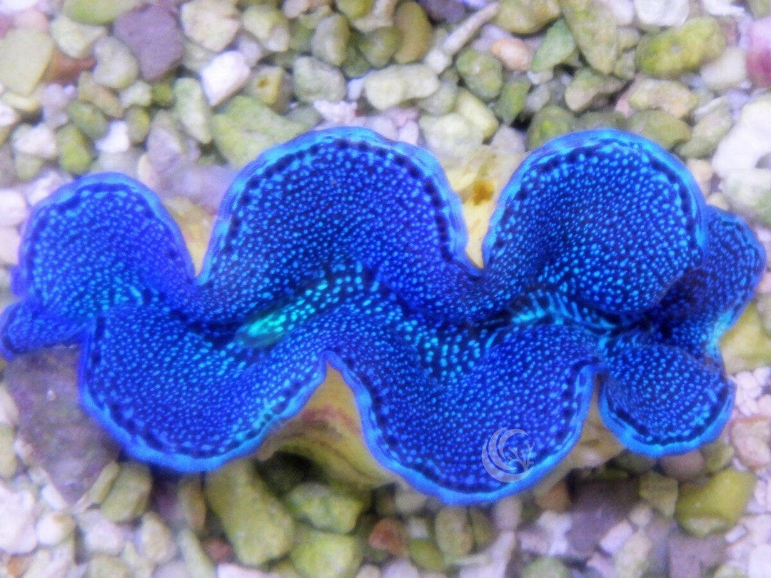 Blue Cultured Squamosa