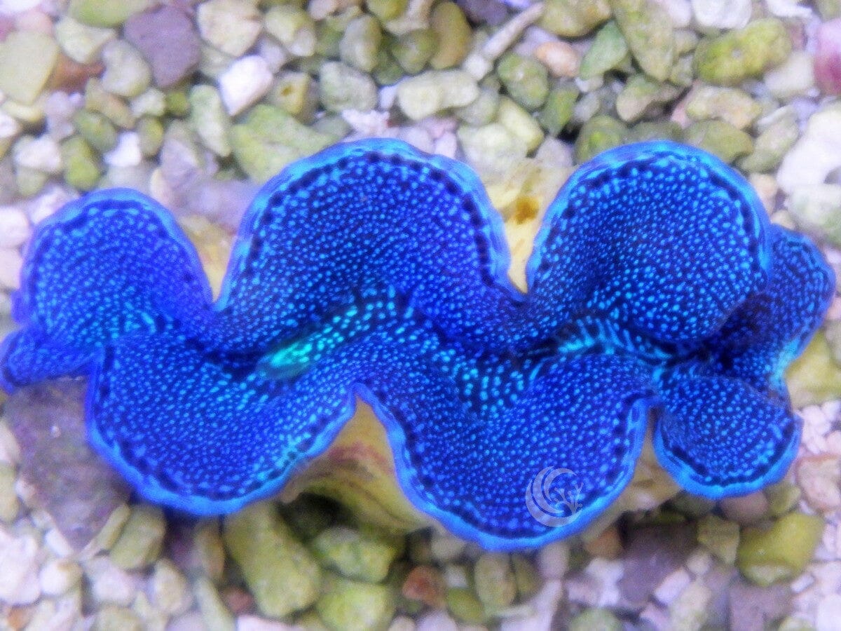 Blue Cultured Squamosa