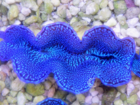 Blue Cultured Squamosa