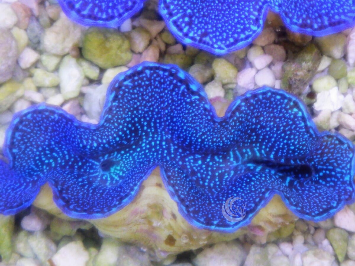 Blue Cultured Squamosa