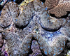Blue Spotted Squamosa  Cultured Clam