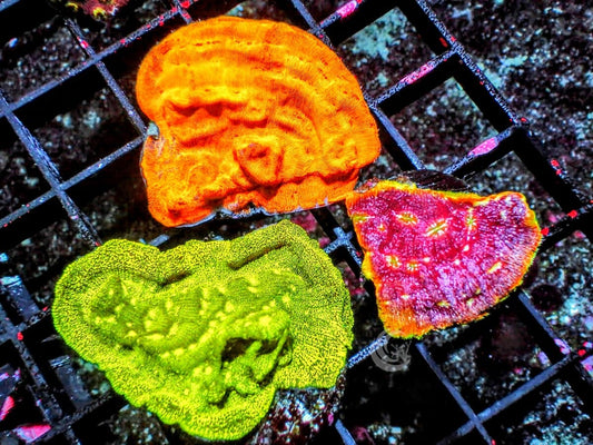 New Stash Triple Pack