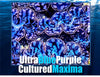 "Our Pick" Ultra Grade Blue-Purple Cultured Maxima