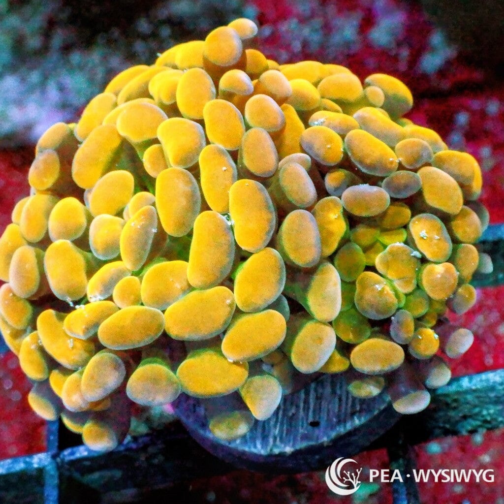 Ultra WYSIWYG Branching Hammer - Green Stem Gold