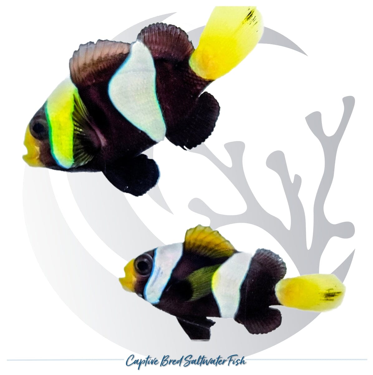 Captive-bred Western Australia Clownfish pair Amphiprion clarkii with dark bodies, white bands and yellow fins