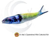 Bluehead Wrasse