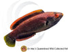 Temmincki Fairy Wrasse