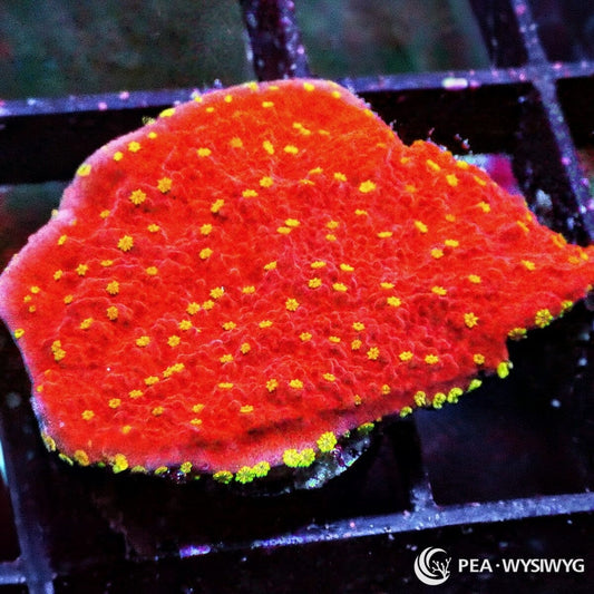 Yellow Polyp Red Plating Montipora WYSIWYG SPS coral with red plating growth and bright yellow polyps