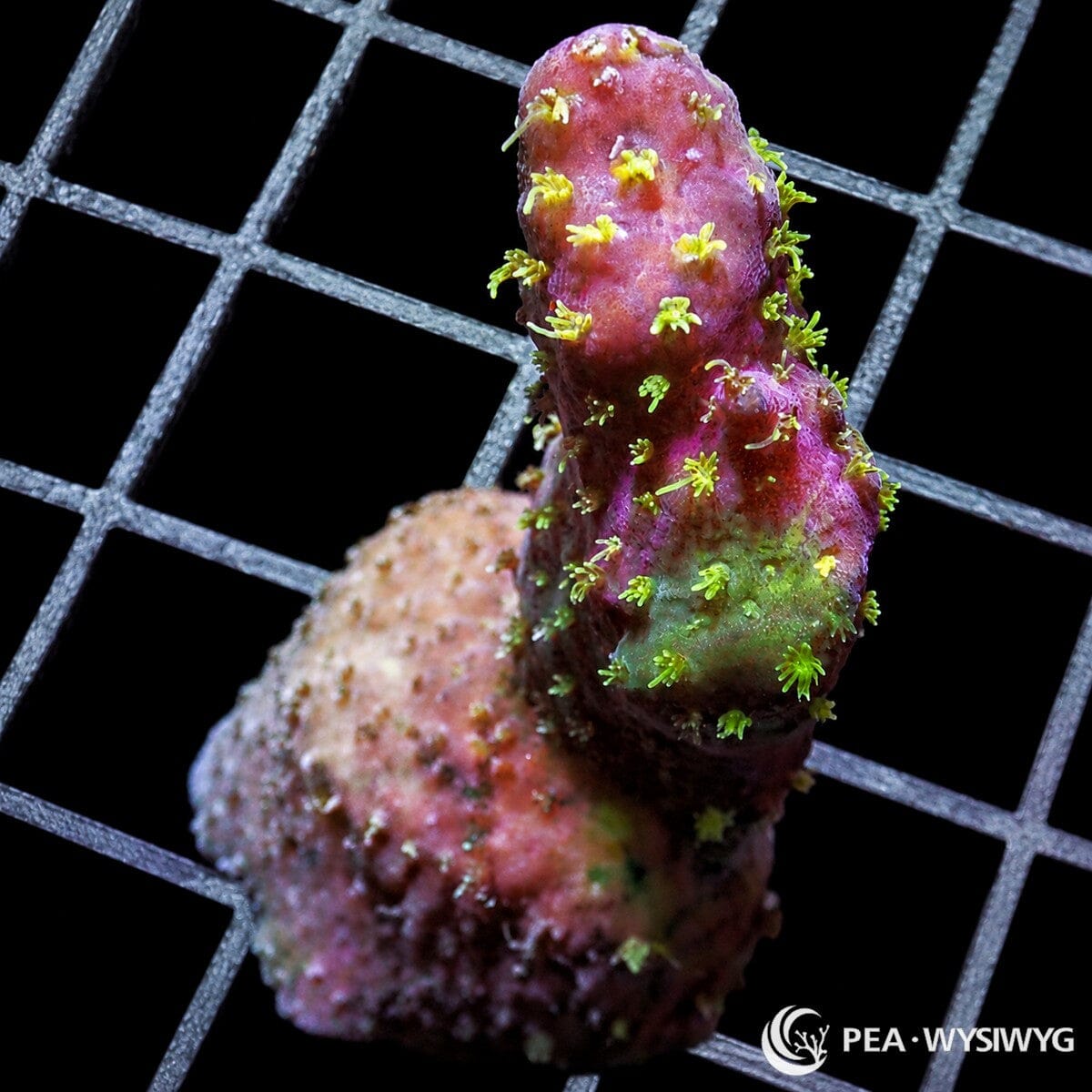 Fuzzy Yellow Polyp Acropora SPS coral WYSIWYG frag with yellow green polyps