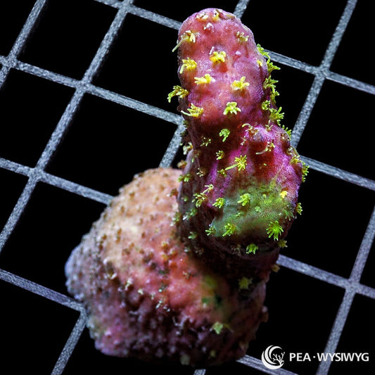 Fuzzy Yellow Polyp Acropora SPS coral WYSIWYG frag with yellow green polyps
