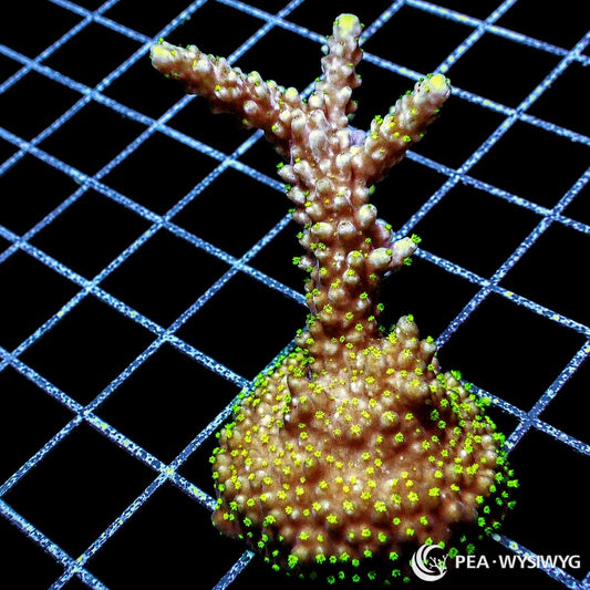 Green Polyp Staghorn Acropora SPS coral WYSIWYG frag with branching growth