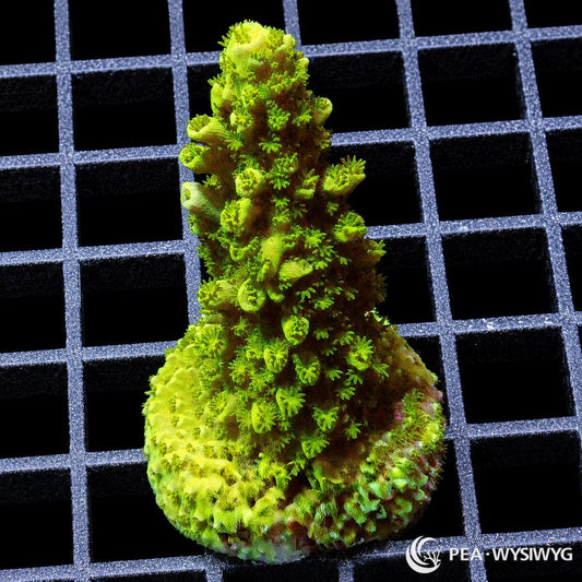 Green Staghorn Acropora SPS coral WYSIWYG frag with branching growth