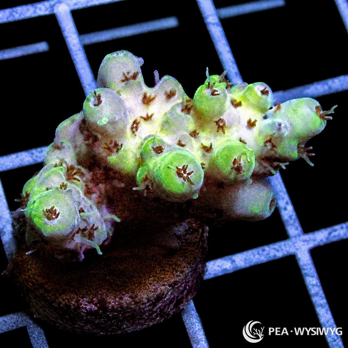 Green Tip Acropora SPS coral WYSIWYG frag with green branch tips