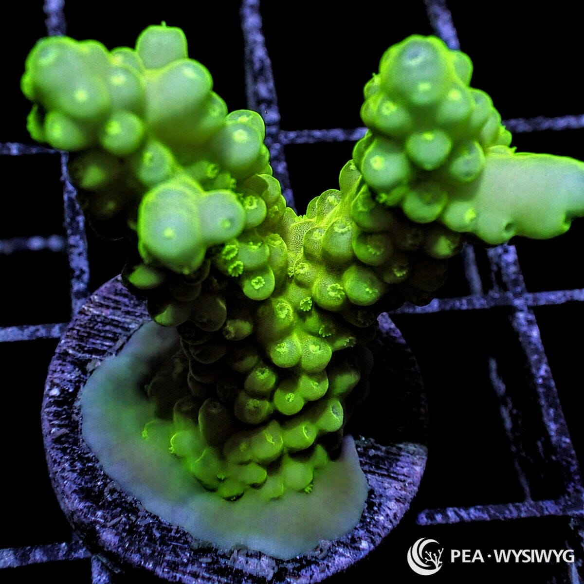 Neon Lime Acropora SPS coral WYSIWYG frag with bright green branching growth