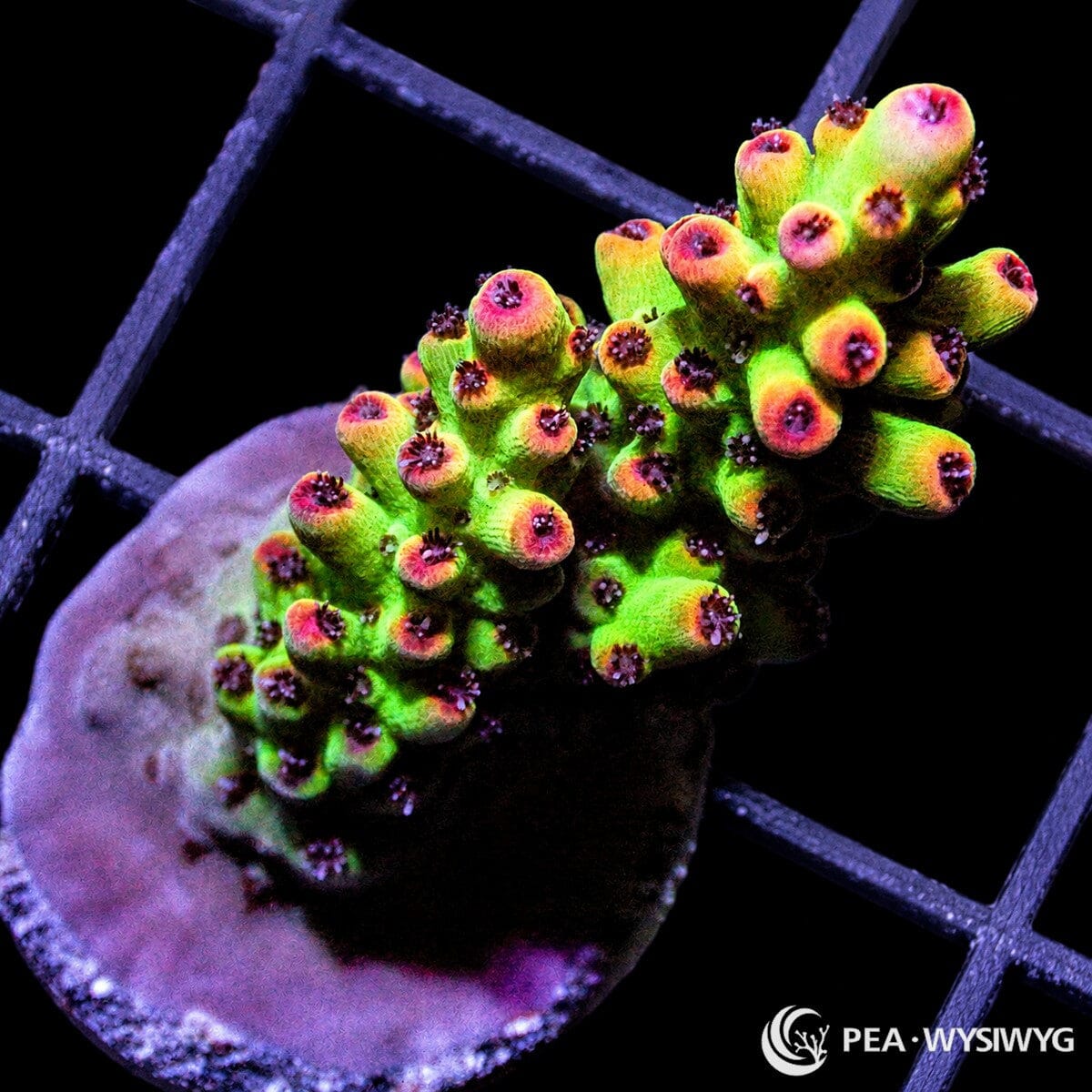 Neon Shortcake Acropora SPS coral WYSIWYG frag with green body and pink coralites