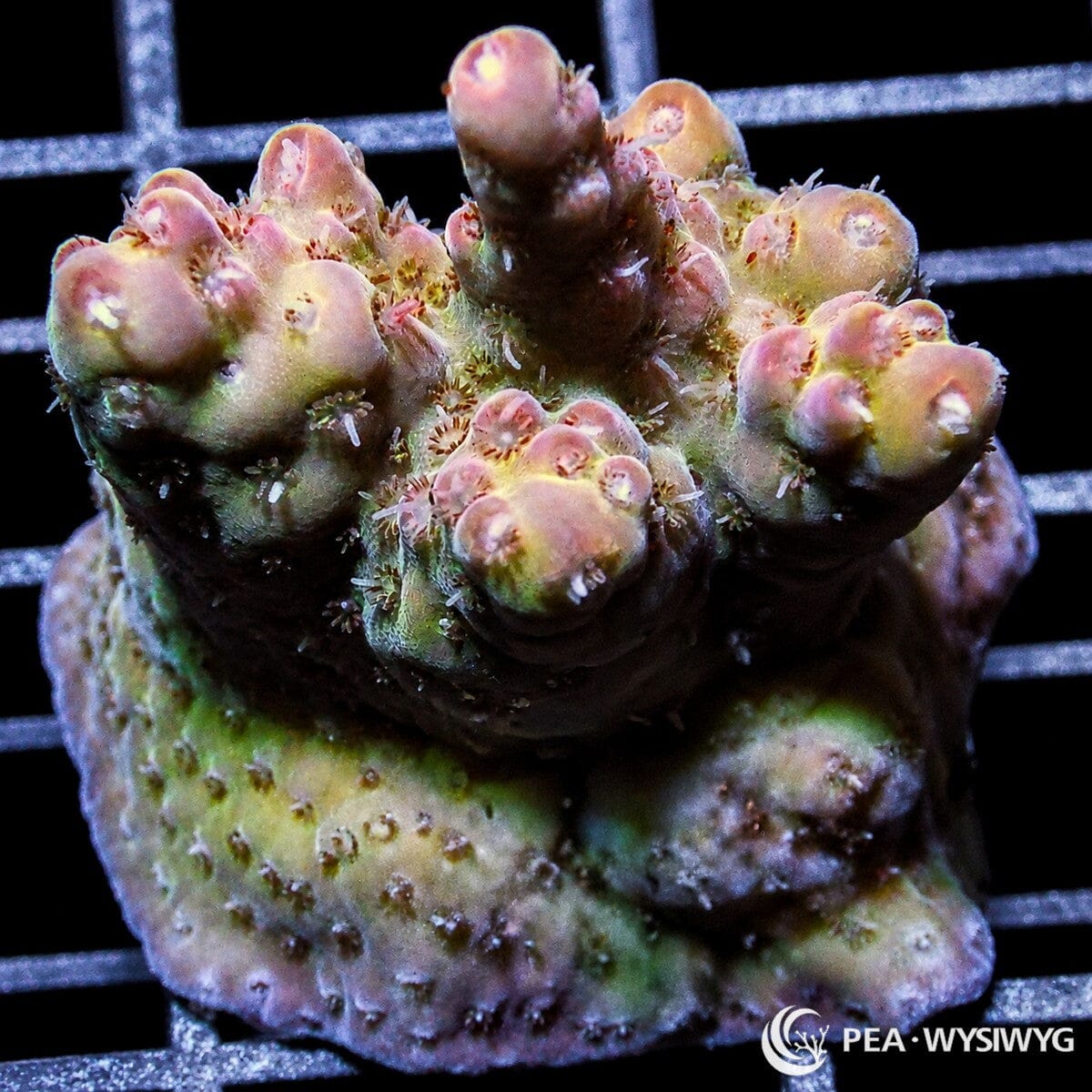 Peach Acropora SPS coral WYSIWYG frag with branching growth for reef aquariums