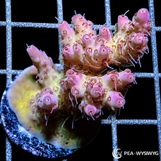 Pink Table Acropora SPS coral WYSIWYG frag with branching table growth