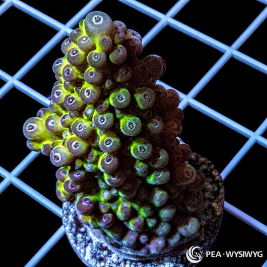 Purple Tip Acropora SPS coral WYSIWYG frag with green base and purple tips