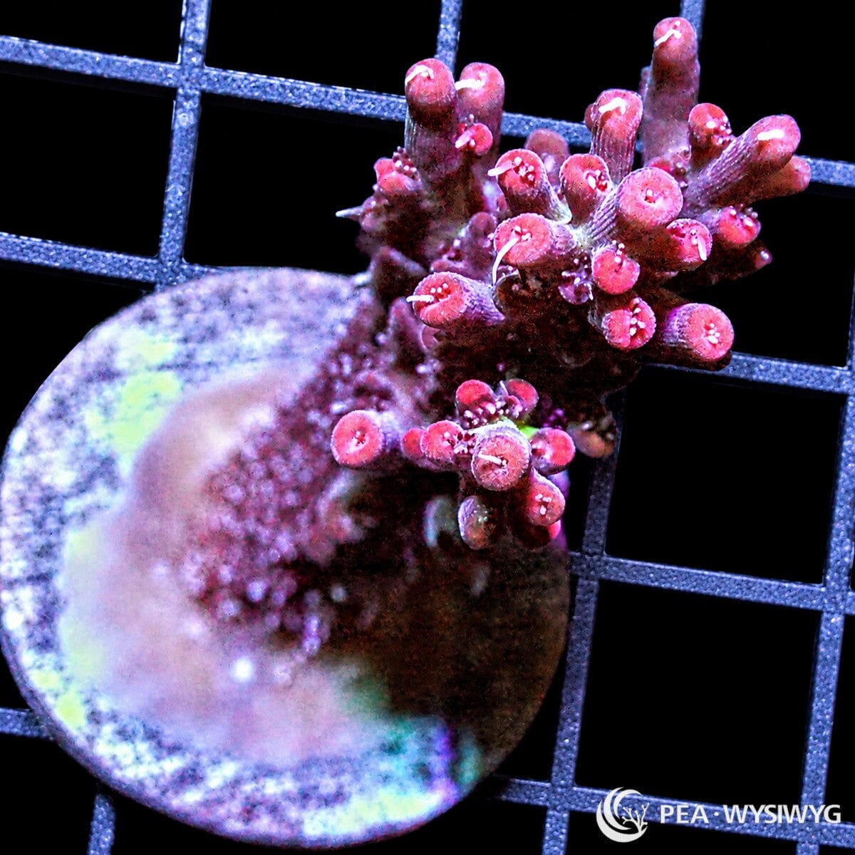 Red Staghorn Acropora SPS coral WYSIWYG frag with branching growth